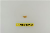 藏品(拉氏清溪蟹)的圖片